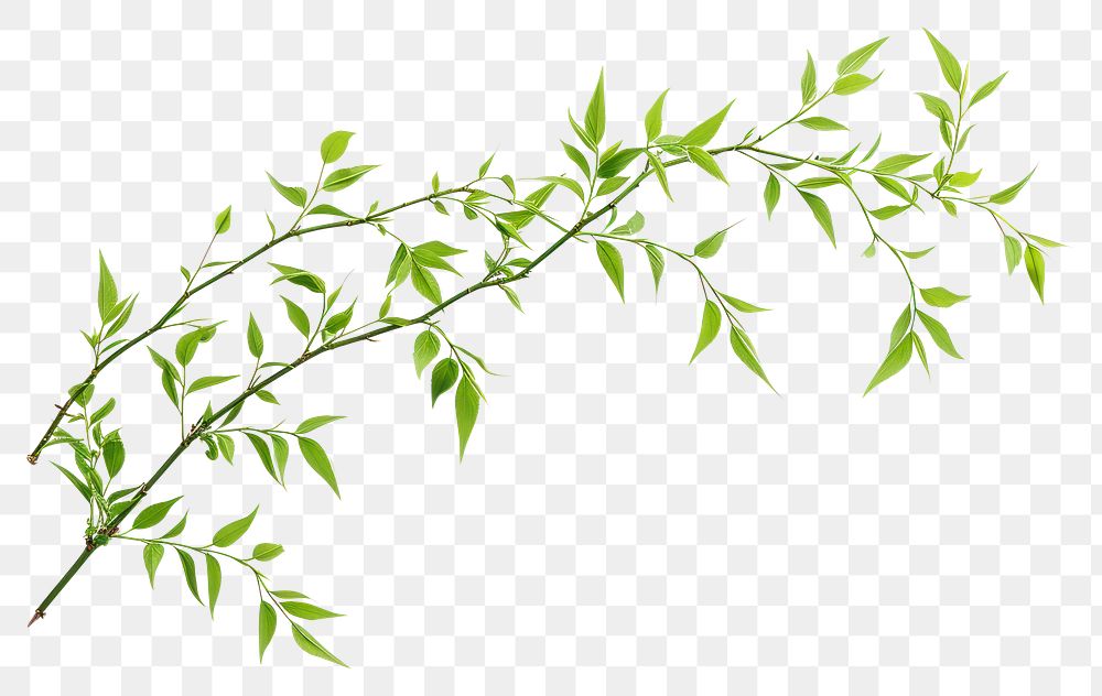 PNG Willow tree branch plant herbs leaf.