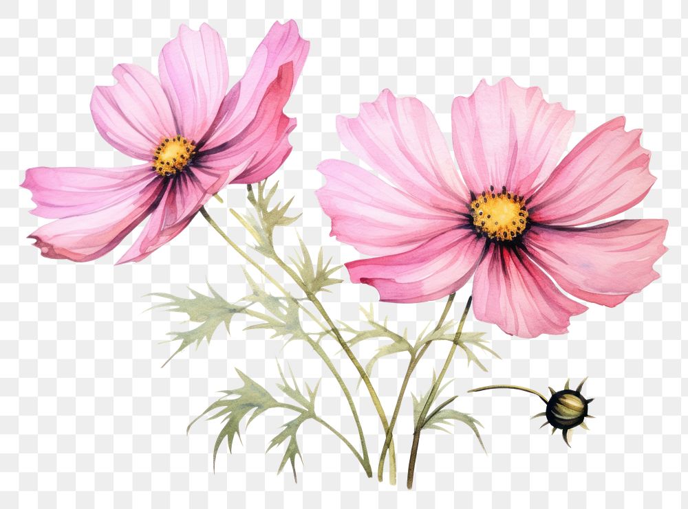 PNG Pink Cosmos watercolor illustration flower blossom cosmos.