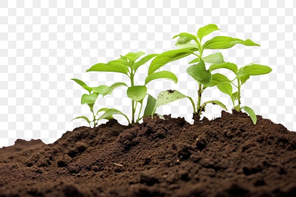 PNG Several small plants are growing out of a dirt pile soil leaf agriculture. AI generated Image by rawpixel.