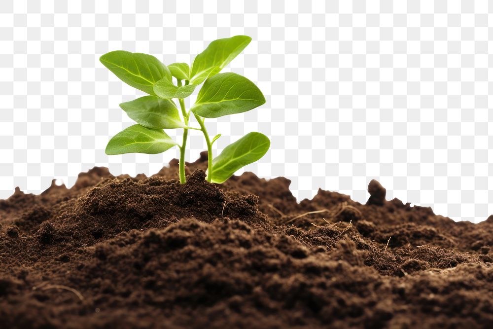 PNG Several small plants are growing out of a dirt pile leaf soil agriculture. AI generated Image by rawpixel.