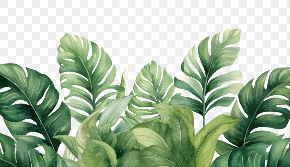 PNG Watercolor illustration of tropical leaves border nature plant green.