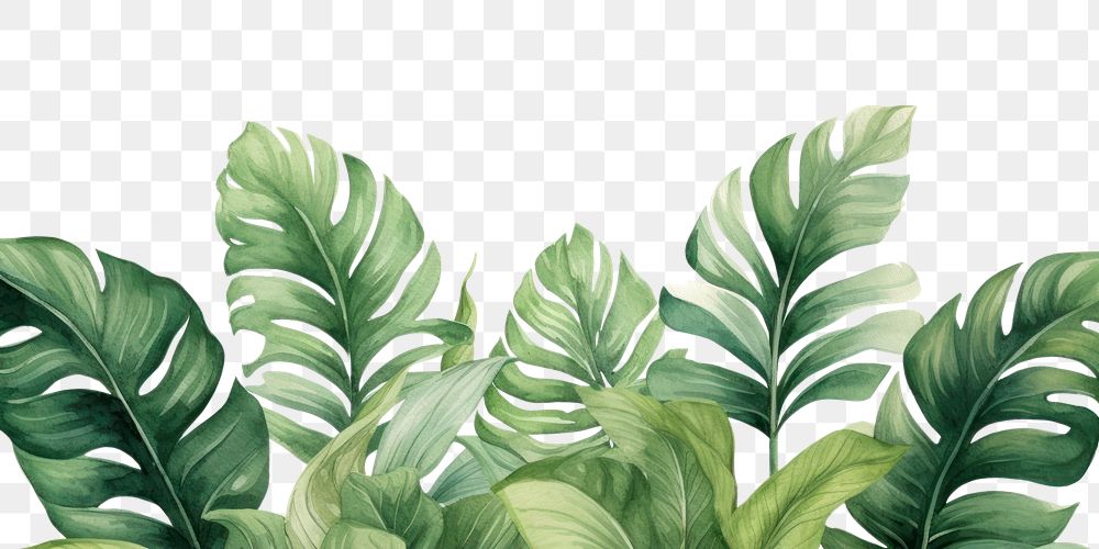 PNG Watercolor illustration of tropical leaves border plant green leaf.