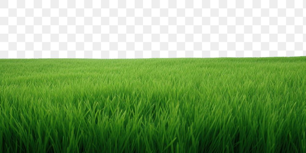 PNG A green grass field landscape outdoors horizon.