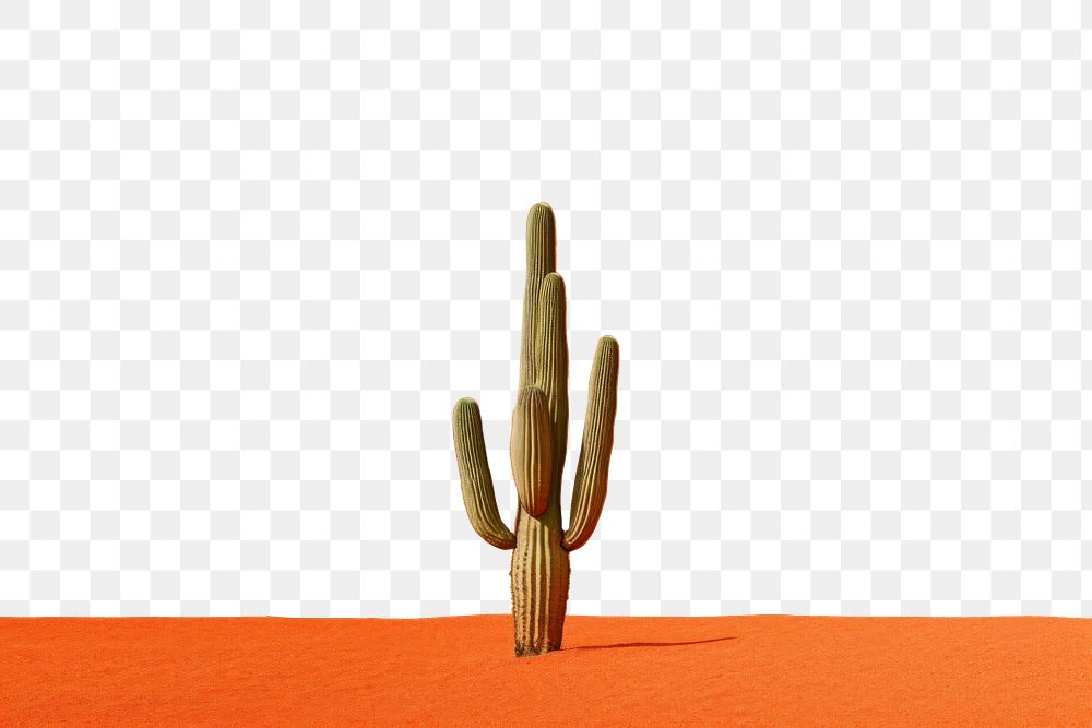 PNG Cactus landscape plant tranquility. AI generated Image by rawpixel.