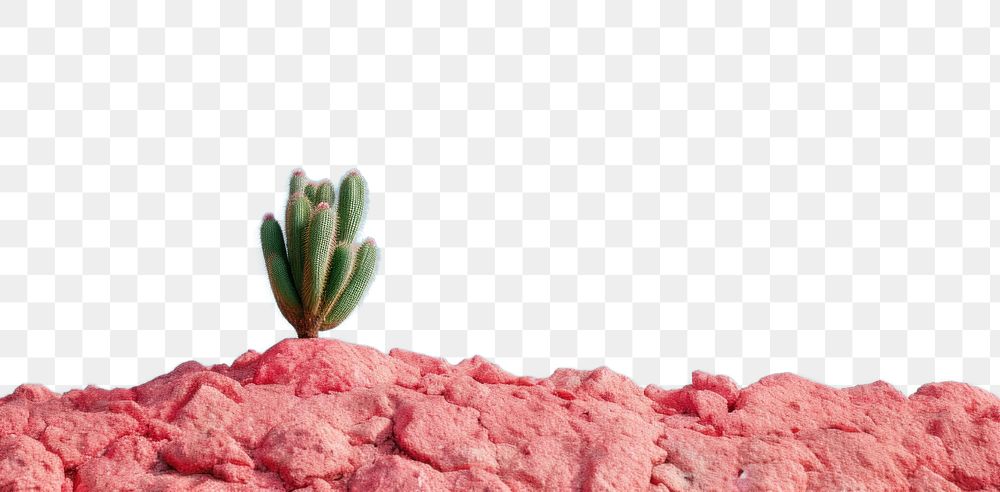PNG  Cactus on the rock landscape plant tranquility. AI generated Image by rawpixel.
