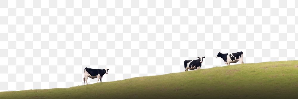 PNG  Cow landscape livestock outdoors. AI generated Image by rawpixel.