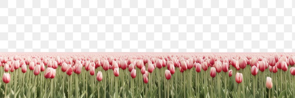 PNG  Tulip field sky landscape outdoors. AI generated Image by rawpixel.