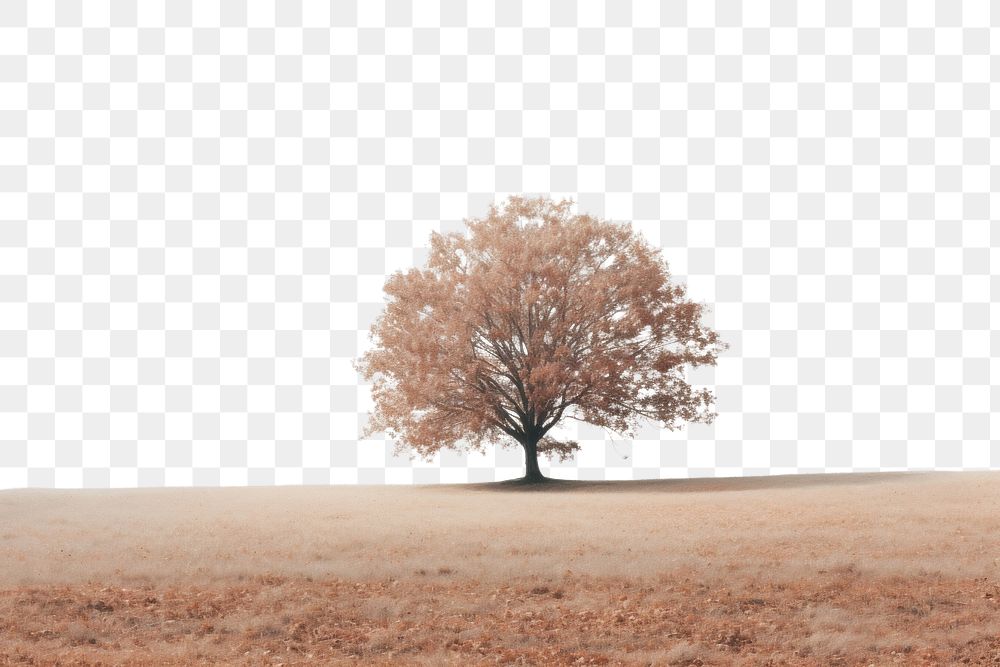 PNG A large tree in the middle of a field with leaves on the ground plant bird tranquility.