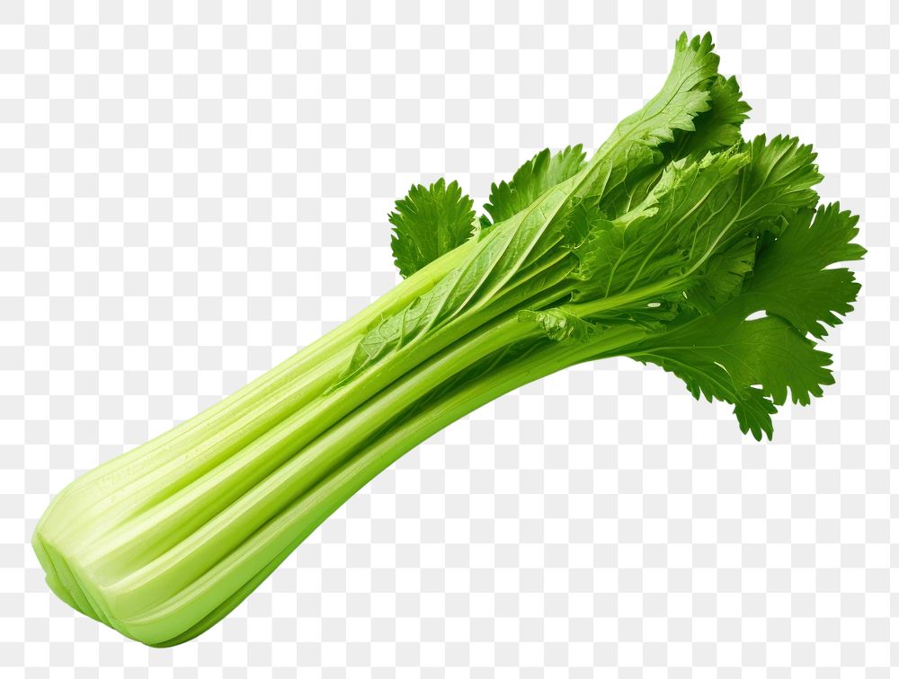 PNG Celery vegetable plant food.