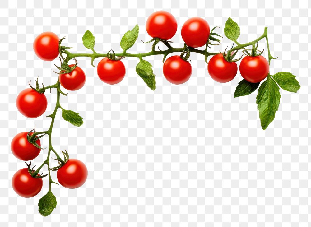 PNG Cherry tomato border vegetable fruit plant.