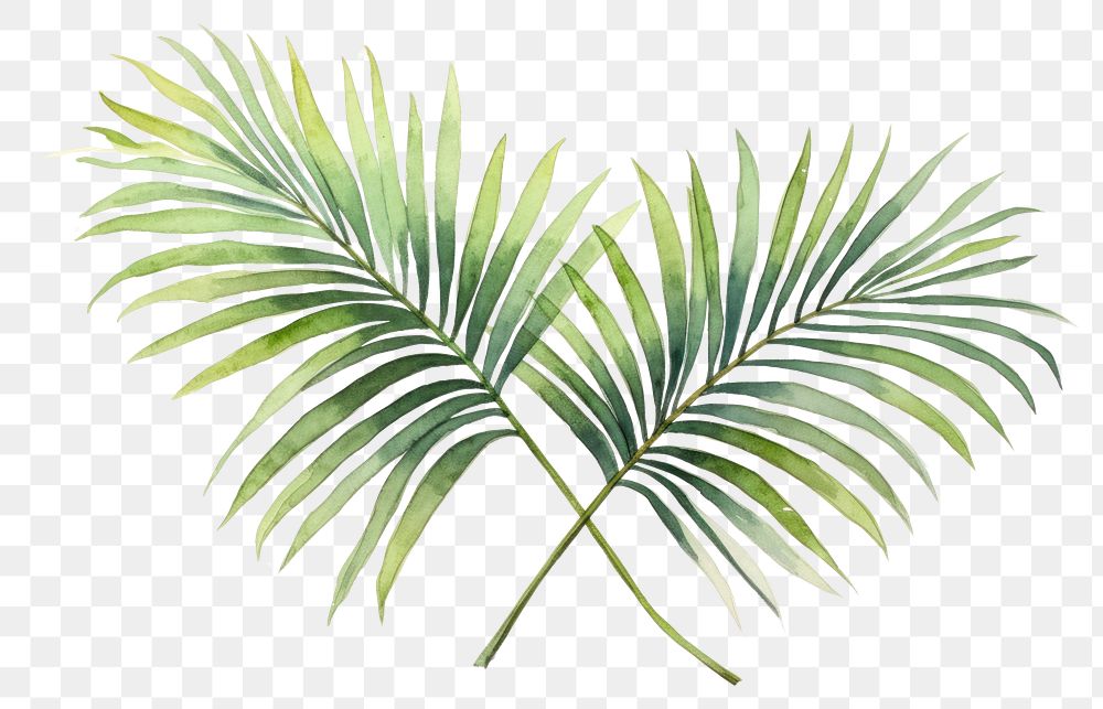 PNG  Sketch plant leaf art.