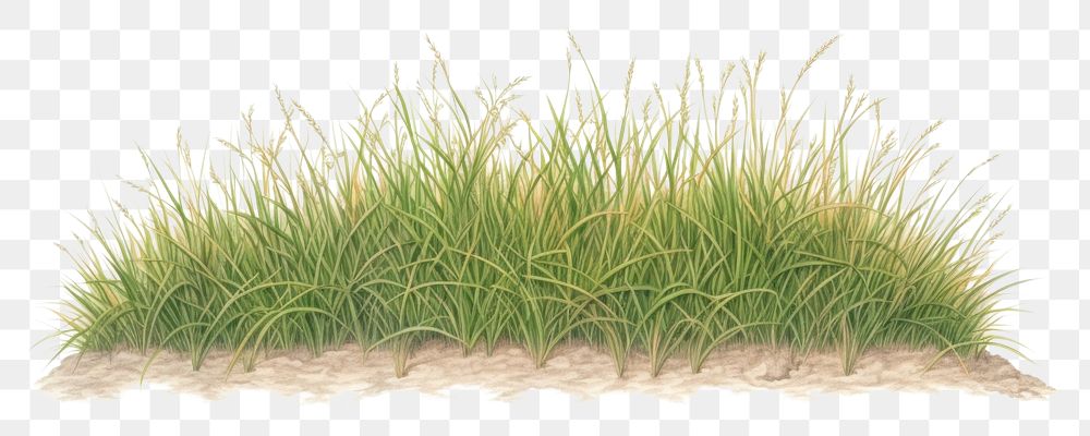 PNG  Grass field borders plant white background tranquility. AI generated Image by rawpixel.