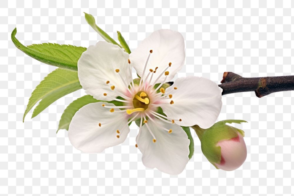 PNG  Blossom of plum tree flower nature plant.