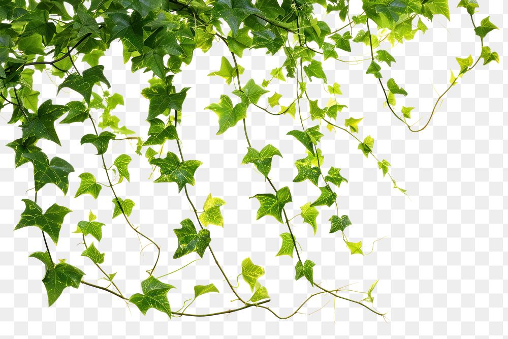 PNG  Hanging vines ivy backgrounds plant leaf.