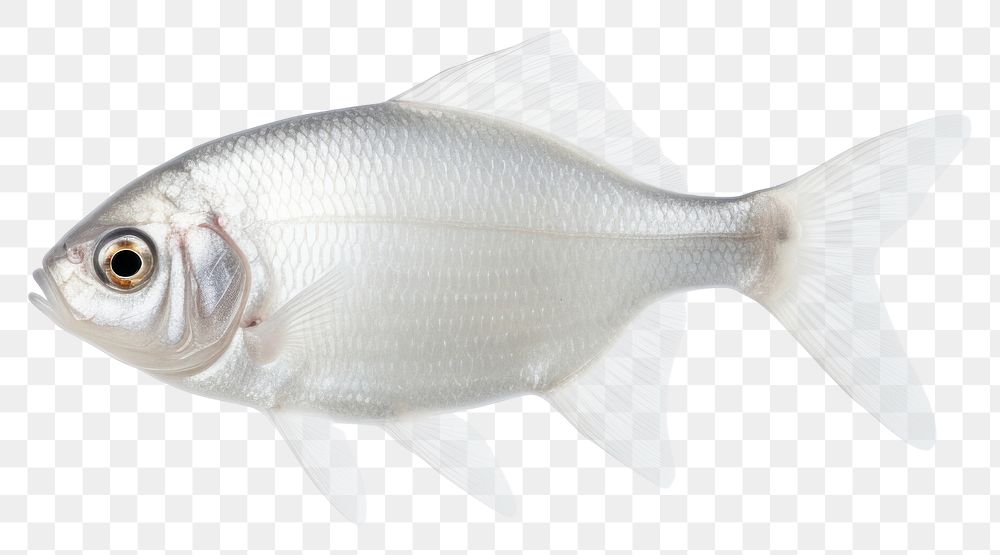 PNG Fish seafood animal white background