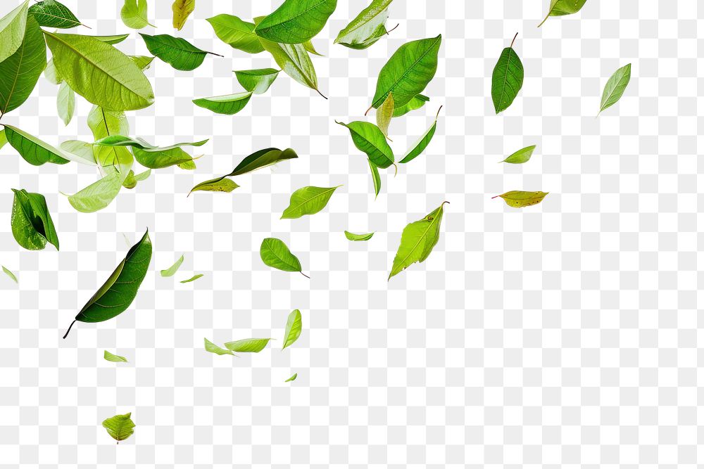 PNG  Green leaves falling backgrounds plant leaf.