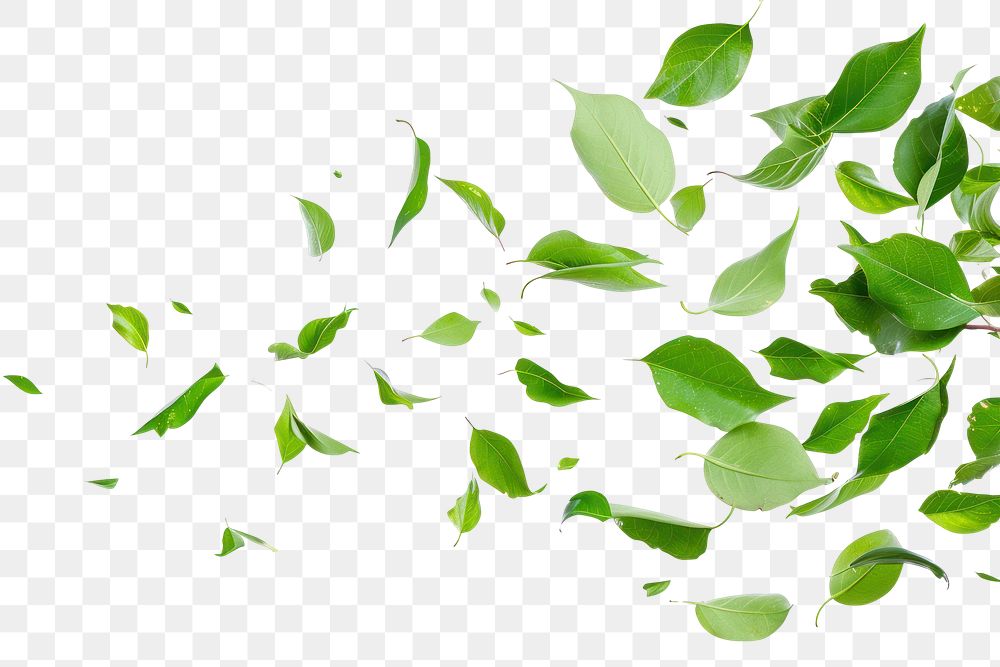 PNG  Green leaves falling backgrounds plant herbs.
