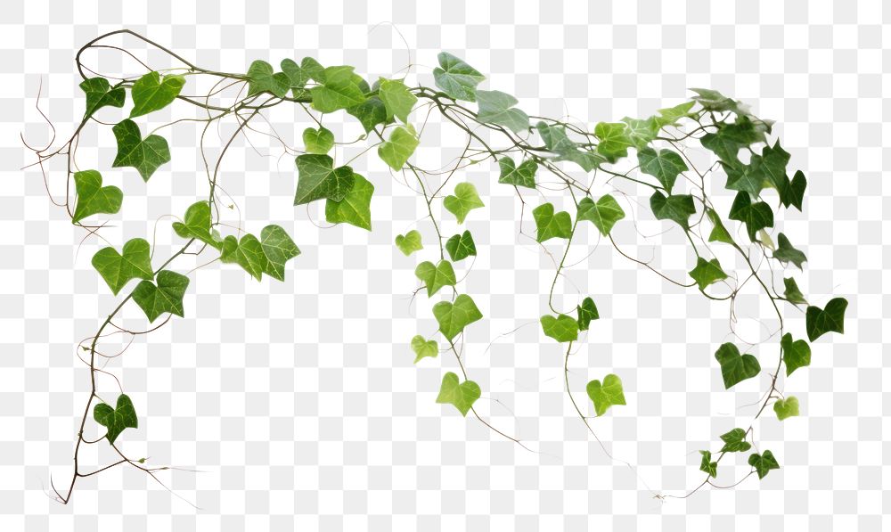PNG  Hanging vines ivy plant leaf white background.