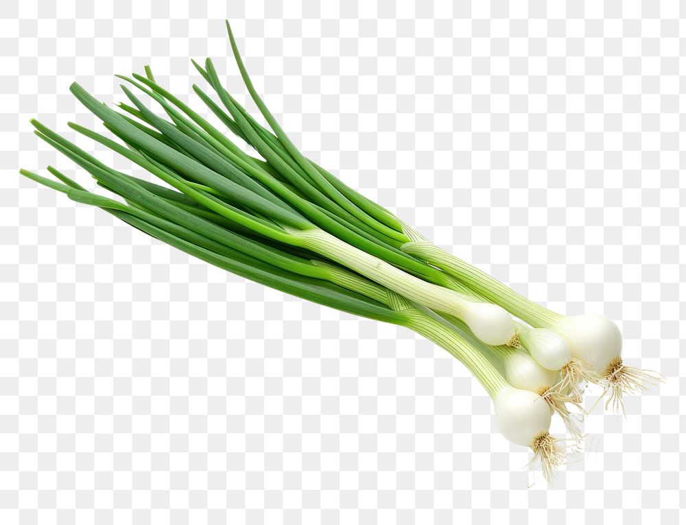 PNG  Spring onion vegetable plant food.