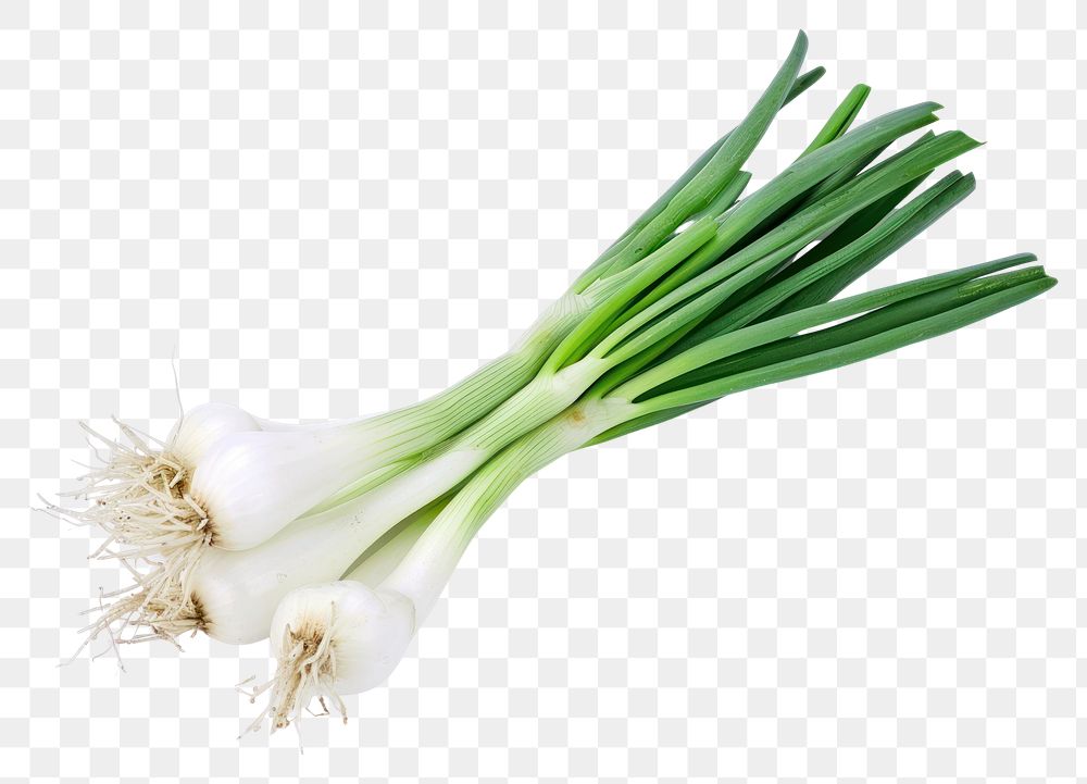 PNG  Spring onion vegetable plant white.