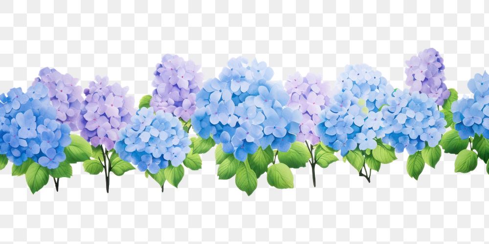 PNG Hydrangea outdoors blossom flower.