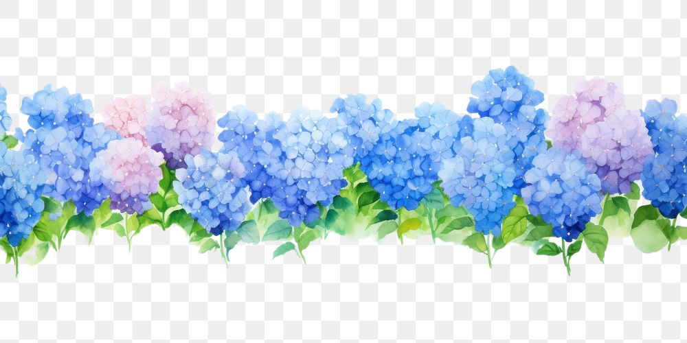 PNG Backgrounds hydrangea outdoors blossom.