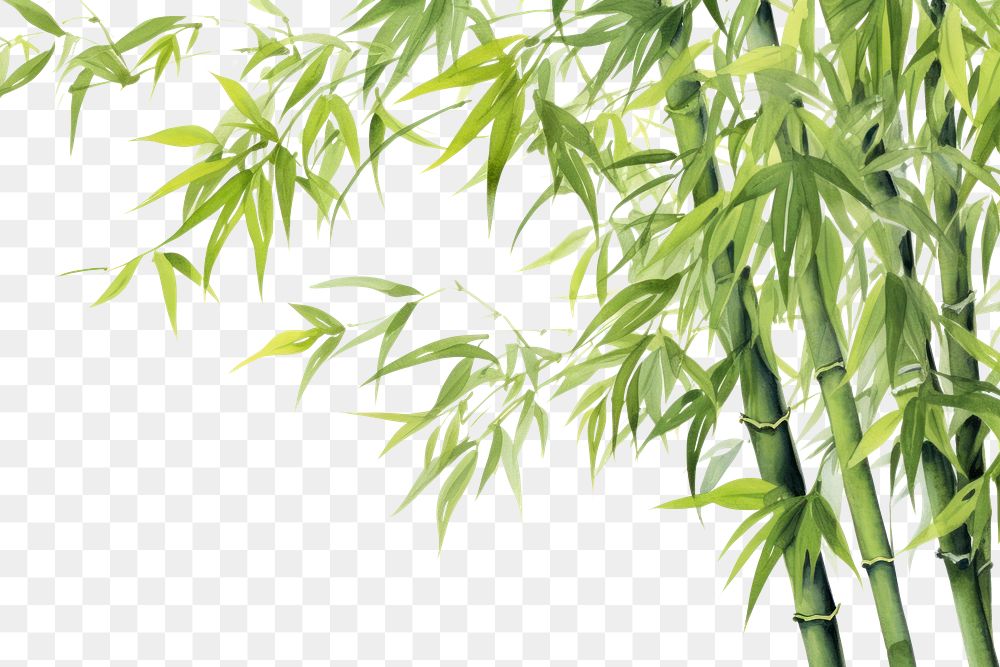 PNG Bamboo bamboo backgrounds plant.