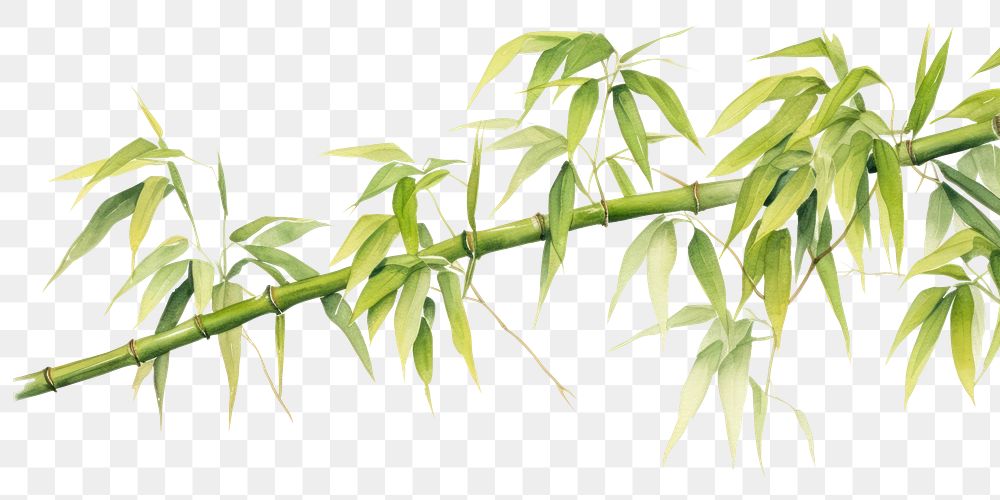 PNG Bamboo bamboo plant white background.