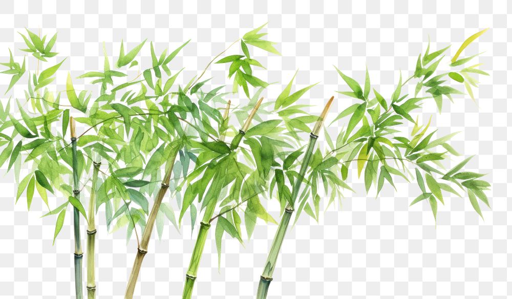 PNG Bamboo bamboo backgrounds plant.