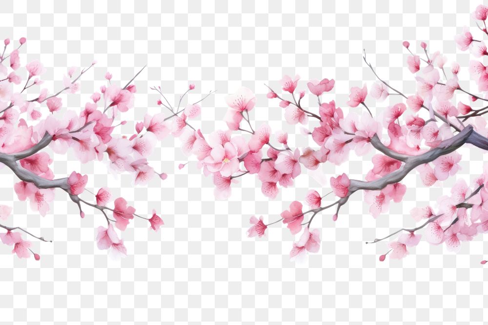 PNG Cherry blossom border flower cherry plant.