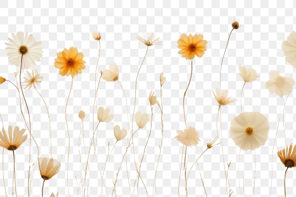 PNG  Real pressed daisy flowers backgrounds outdoors pattern.