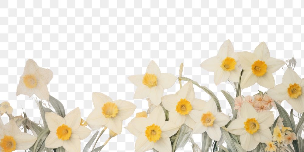 PNG Daffodil flower ephemera border daffodil backgrounds painting.