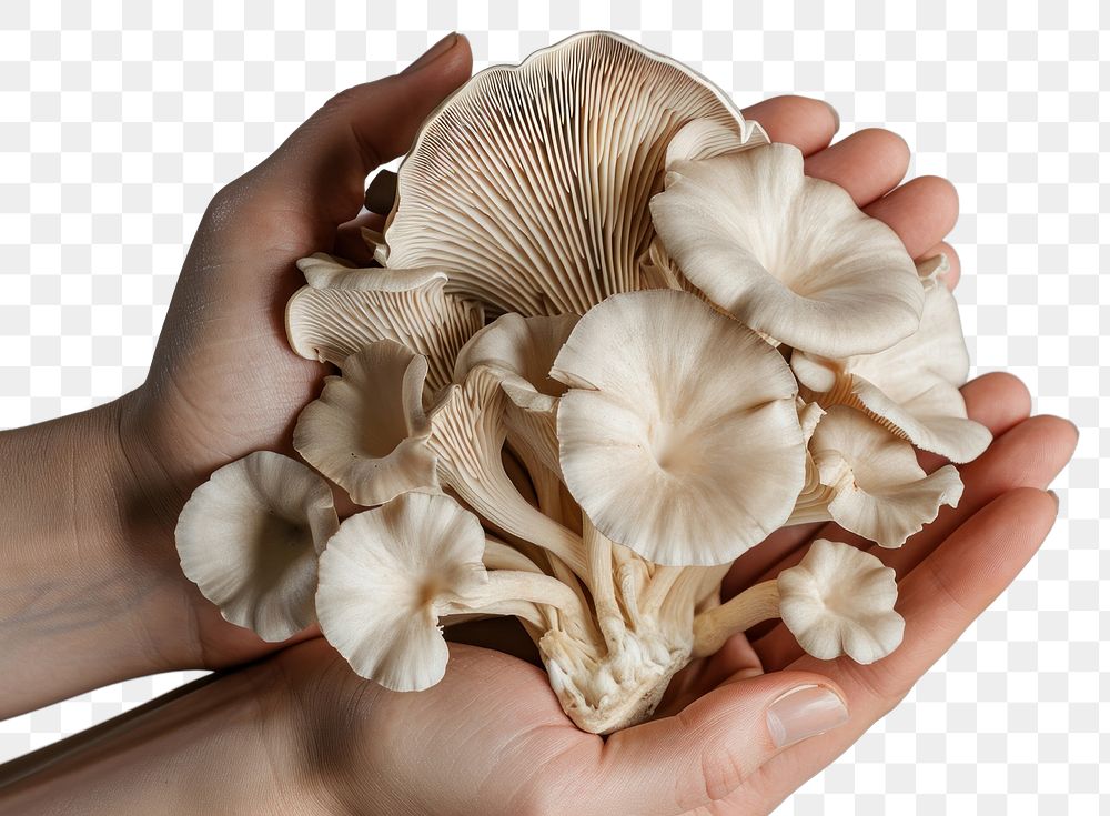 PNG  Hands holding mushroom fungus oyster mushroom.