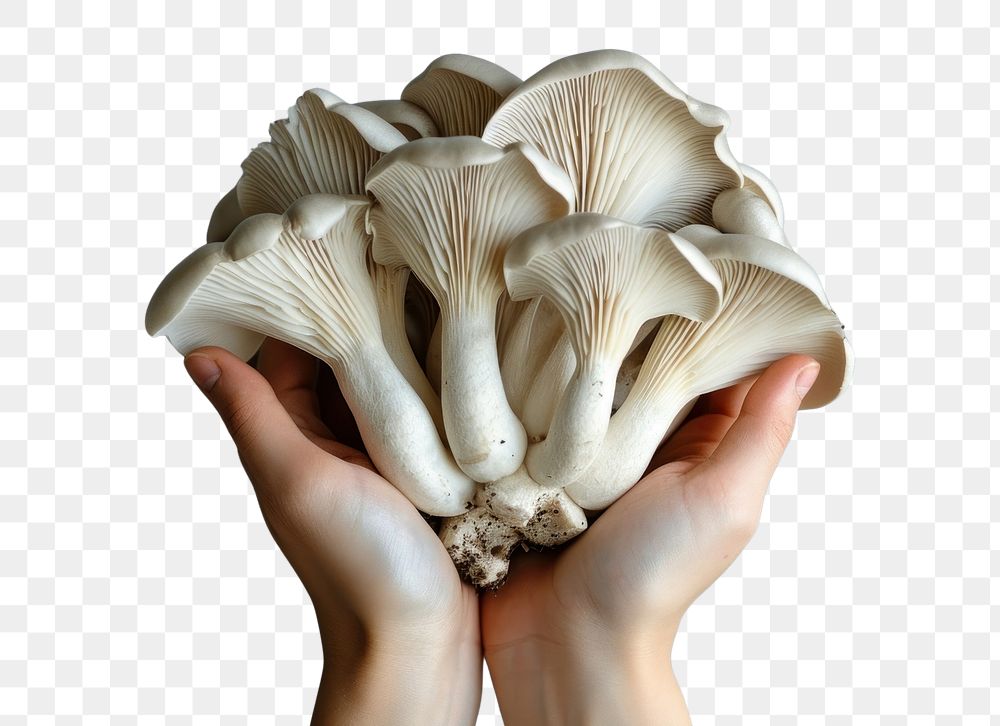 PNG  Hands holding mushroom fungus plant.