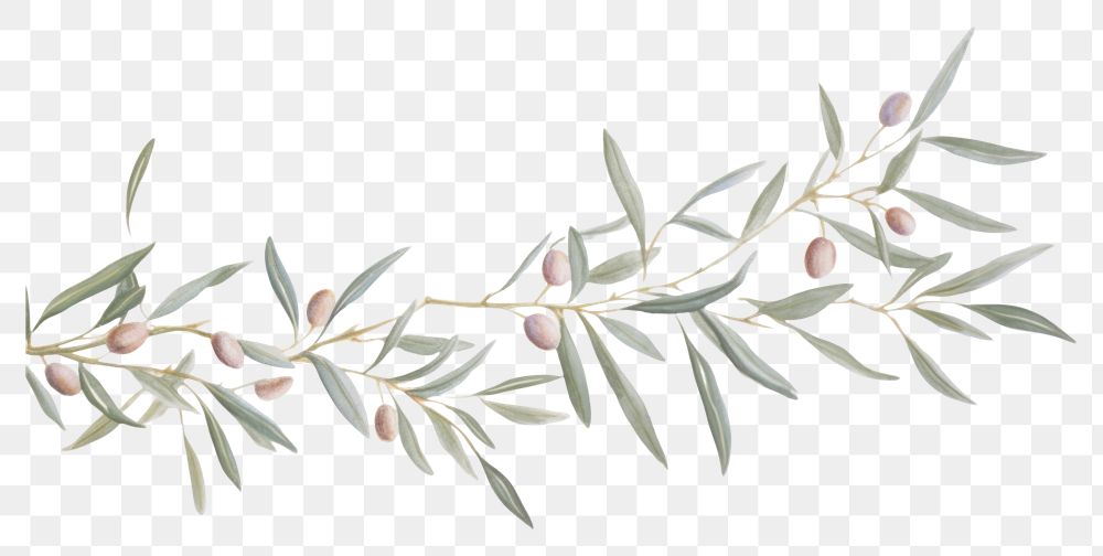 PNG  Olive branch pattern plant leaf. AI generated Image by rawpixel.