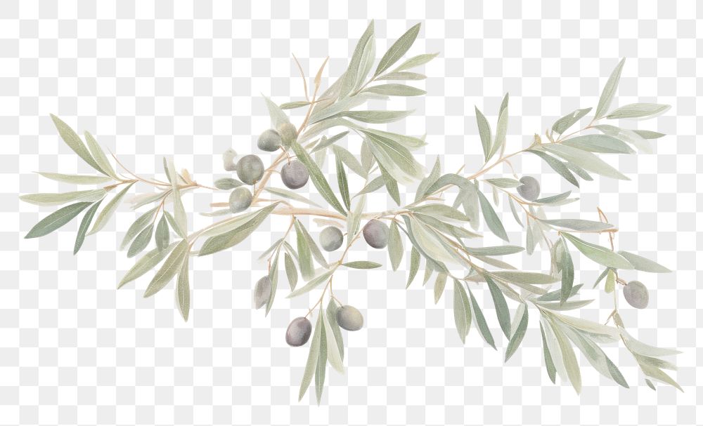 PNG  Olive branch frame plant herbs leaf. AI generated Image by rawpixel.