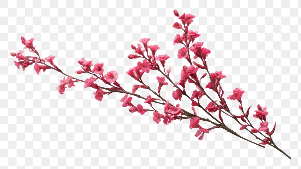 PNG Twig of coral limonium flowers blossom plant petal. 