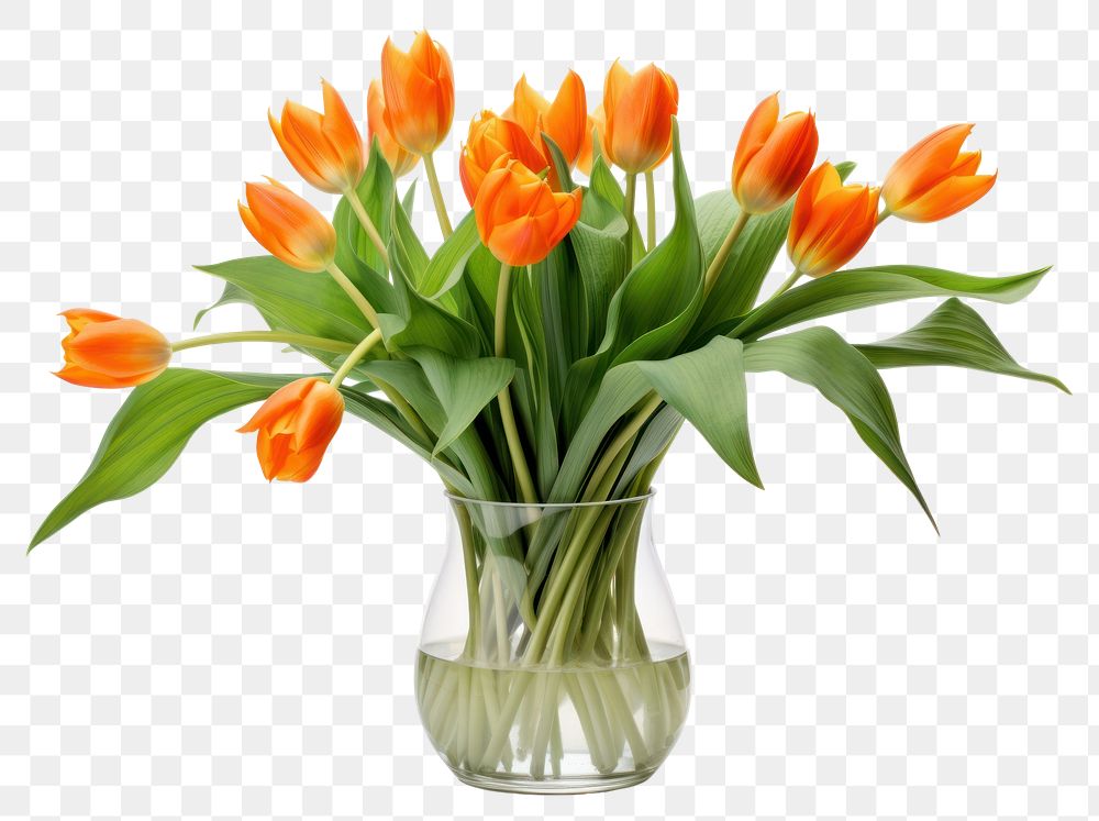 PNG Orange tulips vase flower plant.