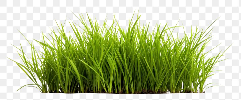 PNG Grass plant lawn white background.