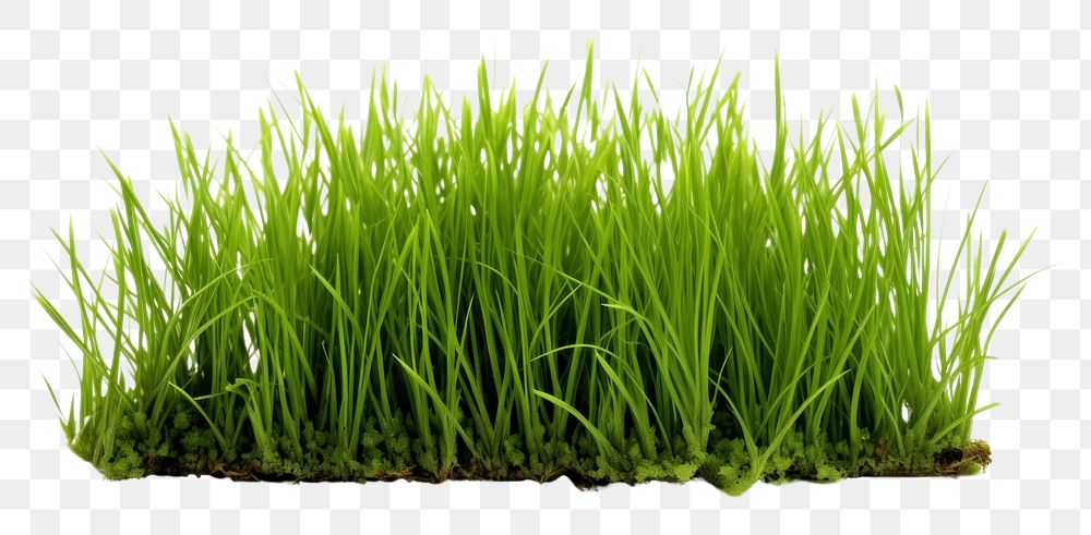 PNG Grass plant lawn white background.
