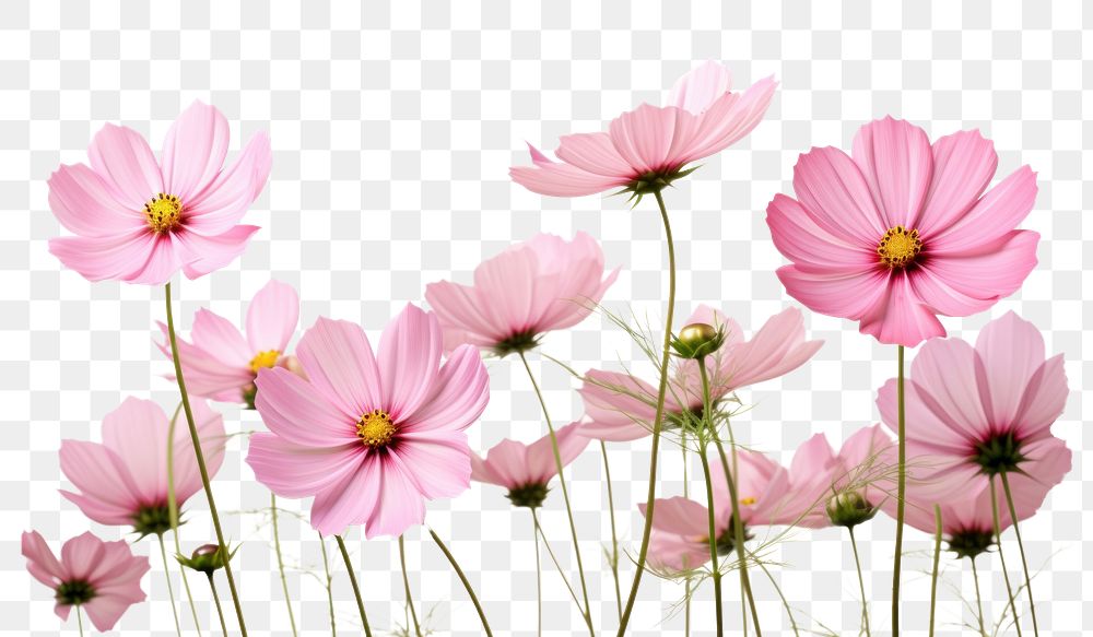 PNG  Pink cosmos flowers outdoors blossom nature. AI generated Image by rawpixel.