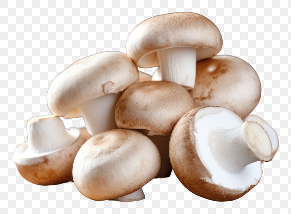 PNG  Champignon mushrooms wood agaricaceae ingredient.