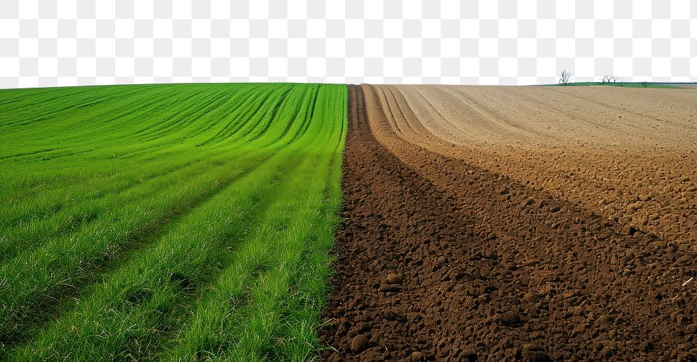 PNG Green and plowed field outdoors horizon nature.