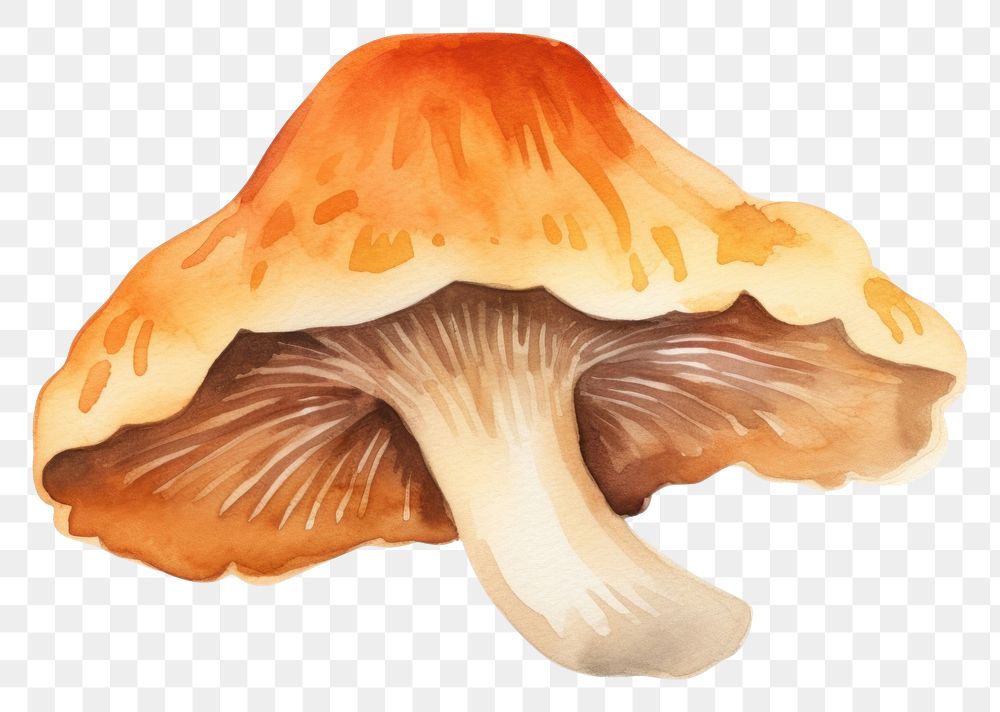 PNG  Fungus mushroom nature toadstool. AI generated Image by rawpixel.