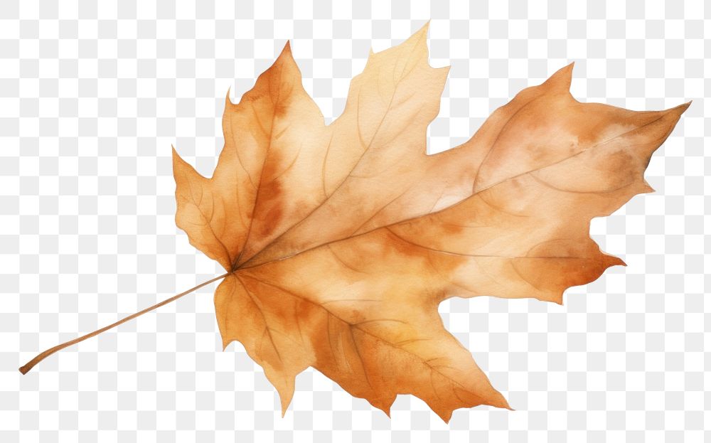 PNG  Leaf nature autumn plant. AI generated Image by rawpixel.