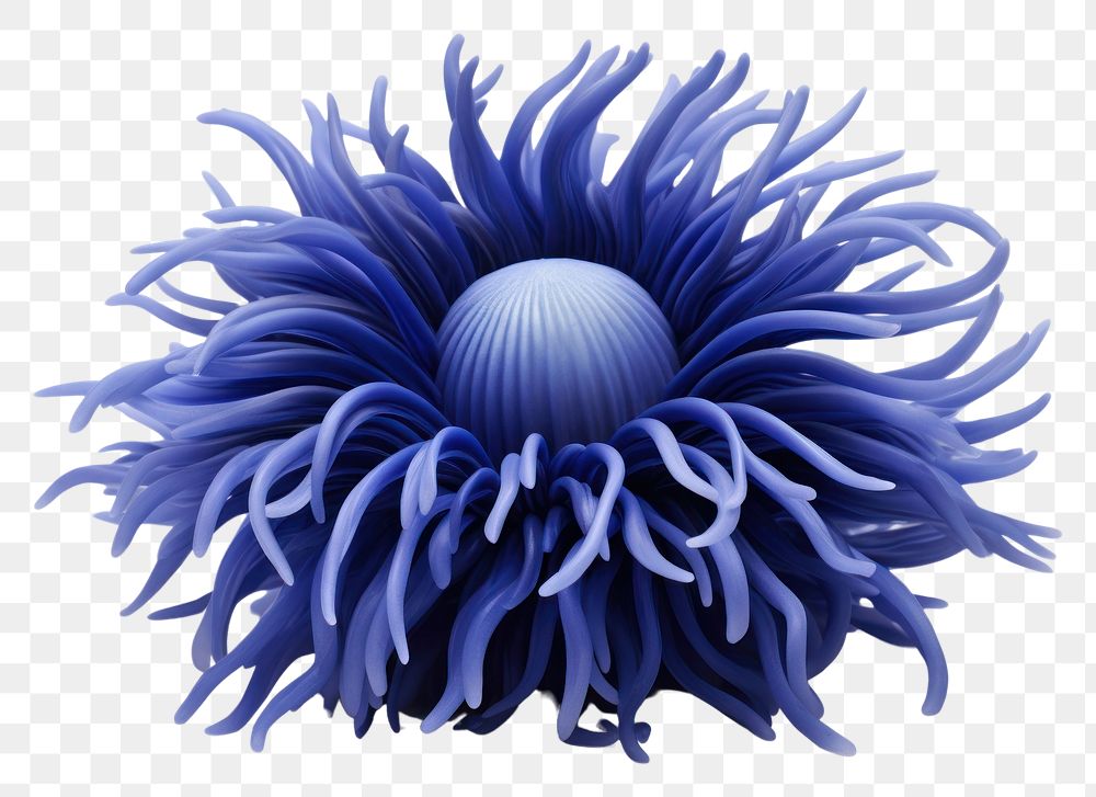PNG Dark blue sea anemone plant invertebrate creativity.