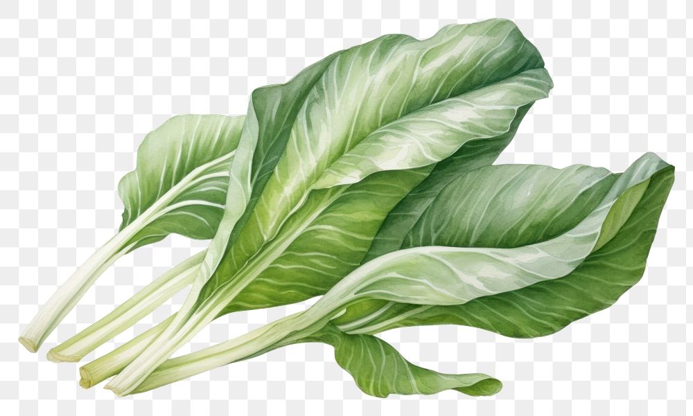 PNG Watercolor bok choi vegetable plant food. AI generated Image by rawpixel.