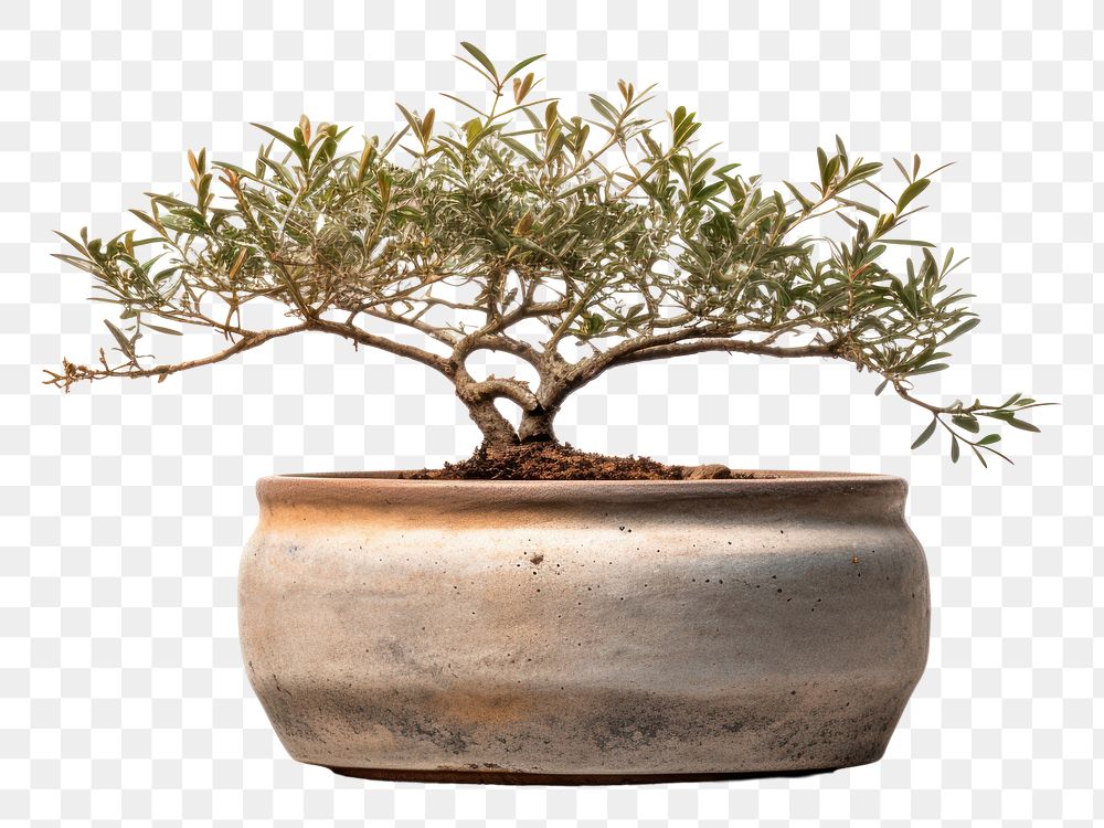 PNG Pottery Planter plant bonsai tree.