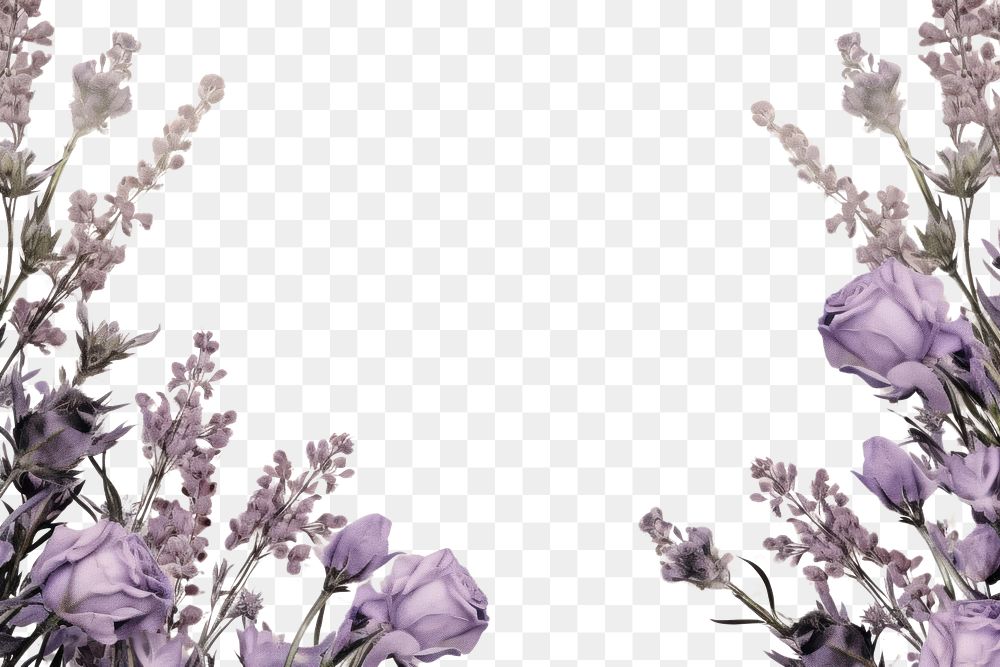 PNG Lavender roses herbs backgrounds blossom.