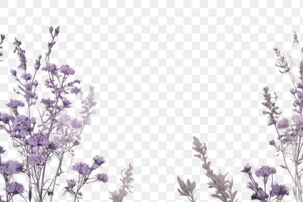 PNG Lavender roses herbs backgrounds blossom.